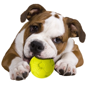 NERF DOG SOCCER SQUEAK BALL  Medium  – Piszcząca piłka nożna dla psa